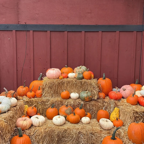 Custom Marquee Letter Sign for a Pumpkin Patch